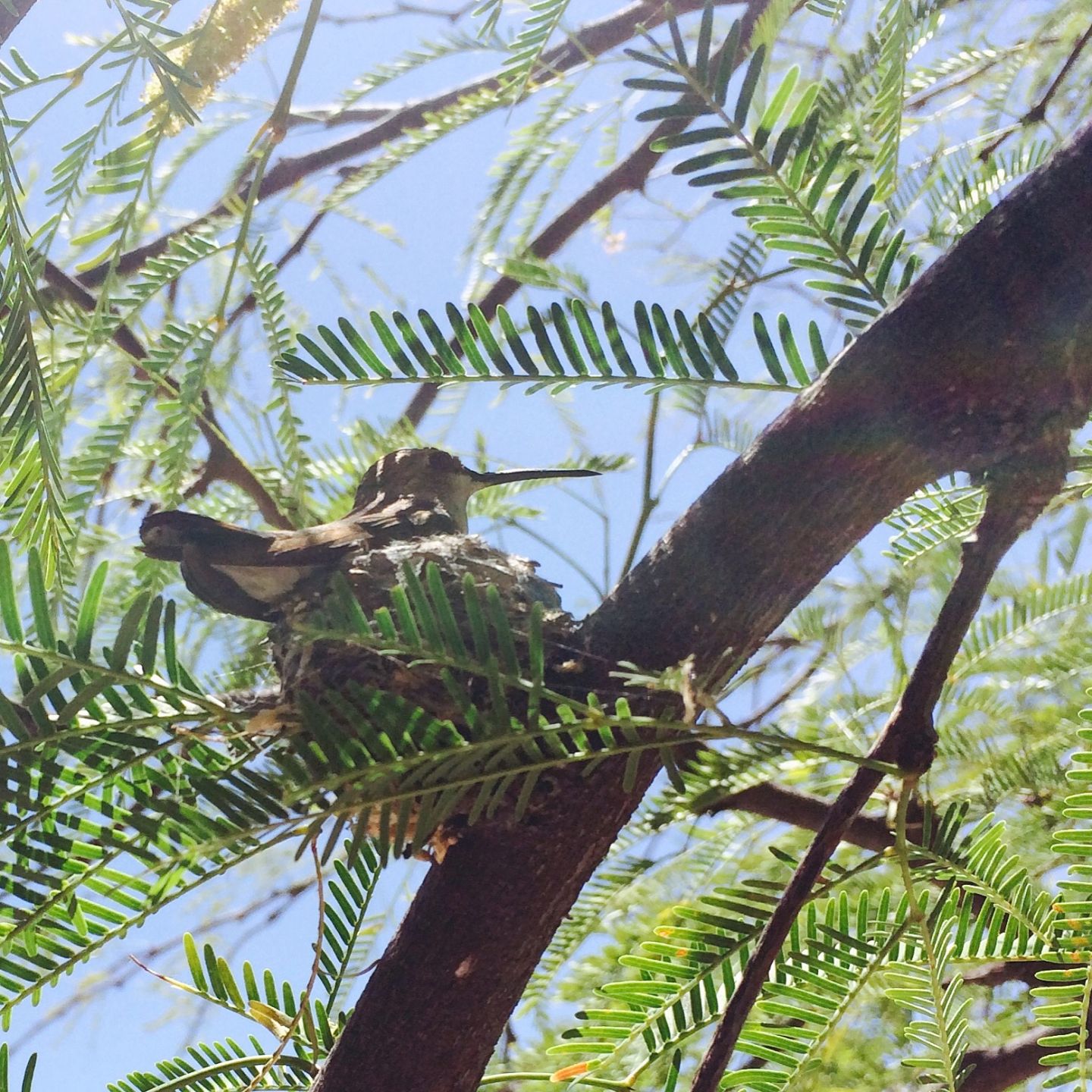 Hummingbirds from backyards and beyond
